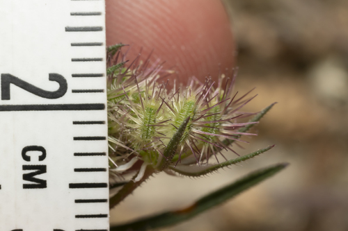 Image of Daucus broteri by (c) Eleftherios Katsillis, some rights reserved (CC BY)