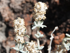 Buddleja utahensis