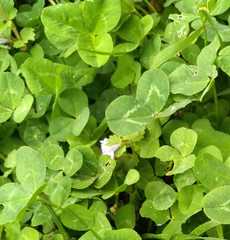 Trifolium repens