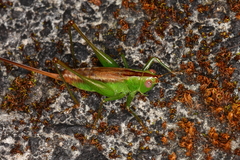 Conocephalus saltator