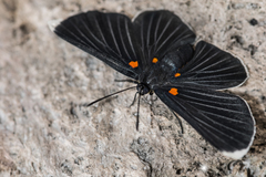 Melanis acroleuca acroleuca