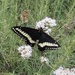 Ford’s Swallowtail - Photo (c) tkellerrio, some rights reserved (CC BY-NC), uploaded by tkellerrio