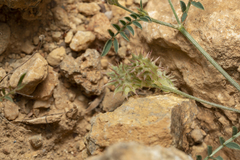 Onobrychis caput-galli