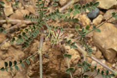 Onobrychis caput-galli