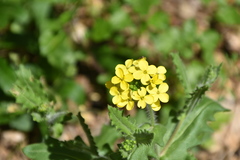 Biscutella cichoriifolia