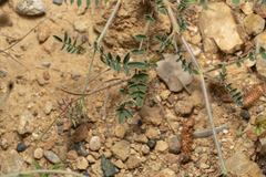 Onobrychis caput-galli