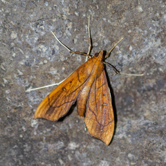 Anarmodia