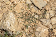 Onobrychis caput-galli