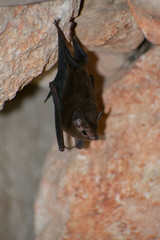 Peropteryx macrotis