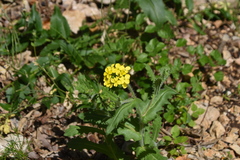 Biscutella cichoriifolia