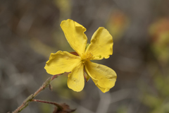 Fumana arabica