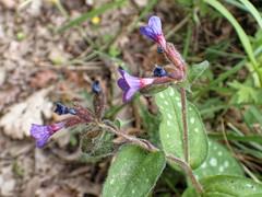 Pulmonaria