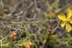 Fumana arabica