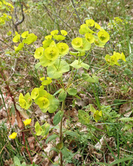 Euphorbia amygdaloides