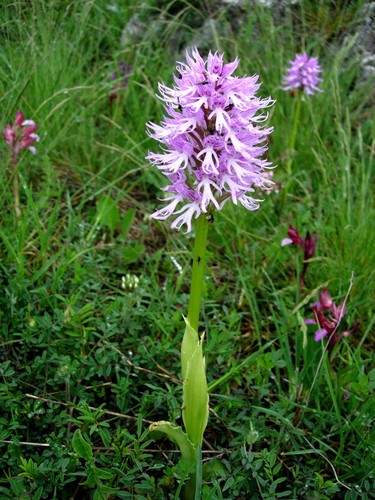 Naked-man Orchid