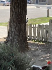 Corvus brachyrhynchos