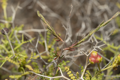 Fumana arabica