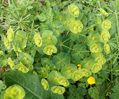 Euphorbia amygdaloides