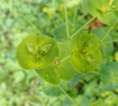 Euphorbia amygdaloides
