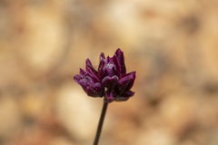 Allium junceum junceum