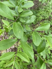 Ligustrum