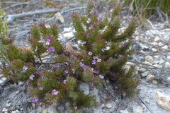 Muraltia ciliaris