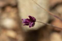 Allium junceum junceum