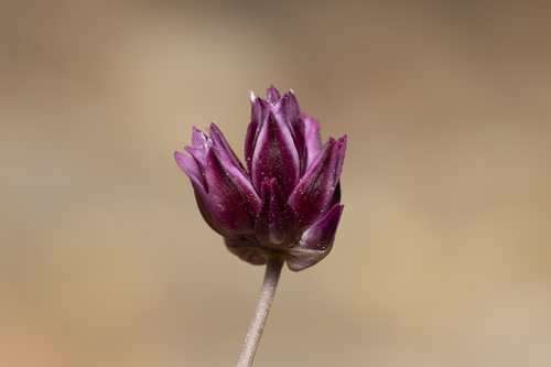 Allium junceum