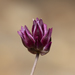 Allium junceum - Photo (c) Eleftherios Katsillis, μερικά δικαιώματα διατηρούνται (CC BY), uploaded by Eleftherios Katsillis