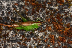 Conocephalus saltator