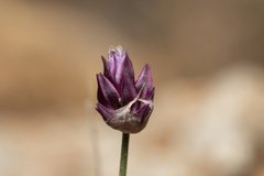 Allium junceum junceum