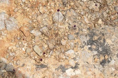 Allium junceum junceum