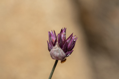 Allium junceum junceum