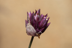 Allium junceum junceum