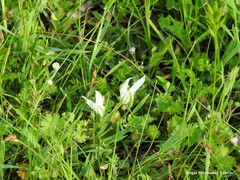 Ornithogalum baeticum