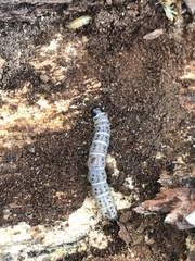 Scolecocampa