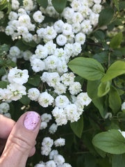 Spiraea × vanhouttei