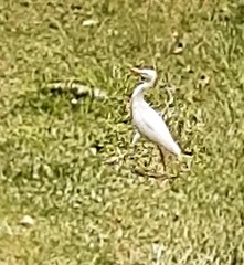 Bubulcus ibis