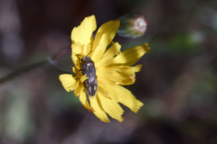 Acmaeoderella