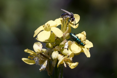Panurginus albopilosus