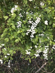Spiraea × vanhouttei