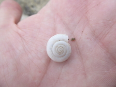 Sonorelix borregoensis