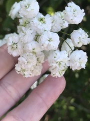 Spiraea × vanhouttei