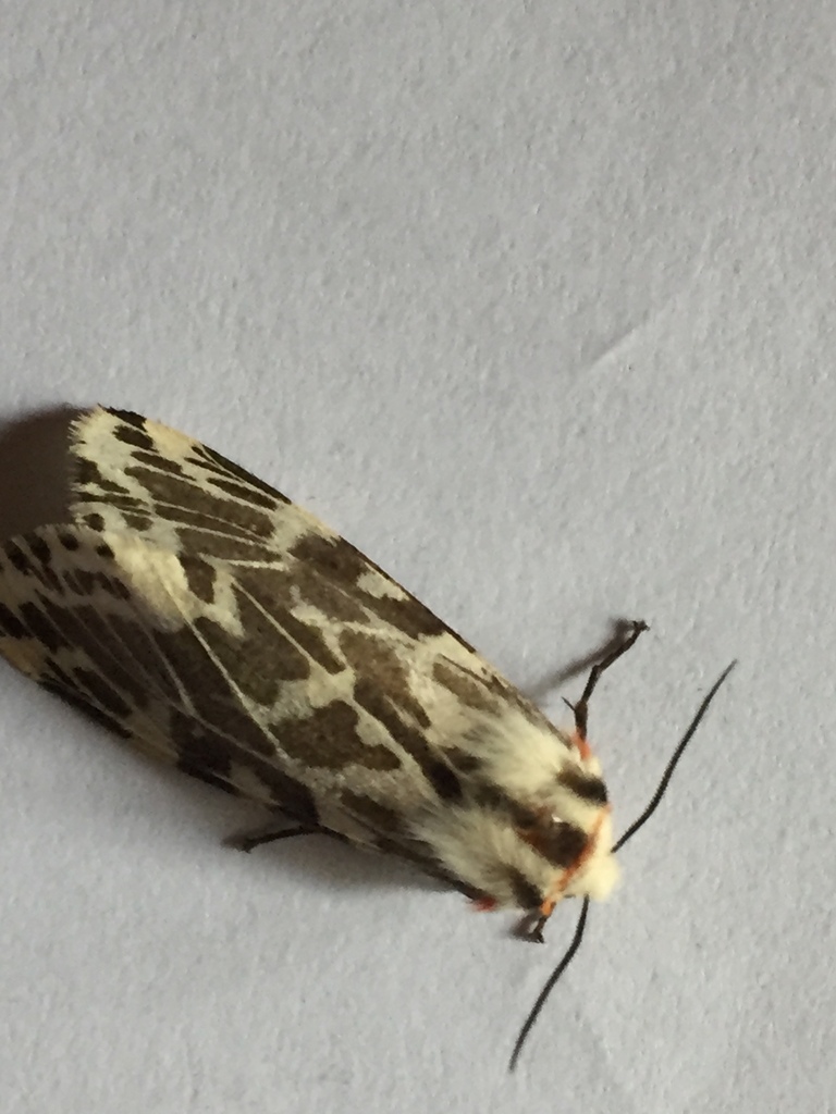 black-and-white tiger moth from 439 Cobden St, Mount Pleasant VIC 3350