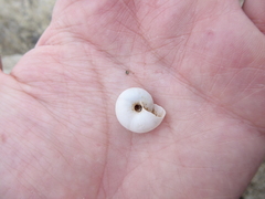 Sonorelix borregoensis