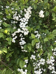 Spiraea × vanhouttei