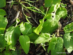 Doronicum plantagineum