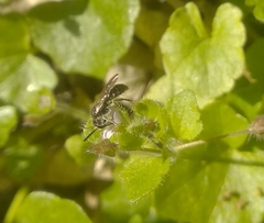 Andrena viridescens