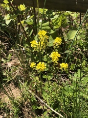 Barbarea vulgaris