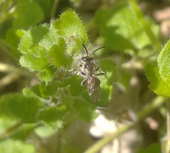 Andrena viridescens